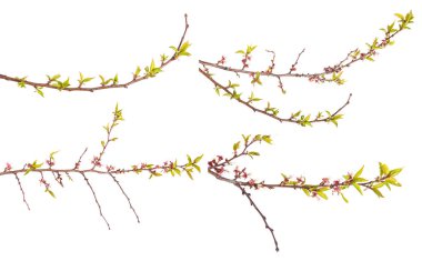 genç yaprakları ile kayısı ağacı dalı. Beyaz backgro izole