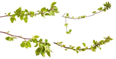 genç yaprakları ile elma ağaçlarının dalları. Beyaz bac izole