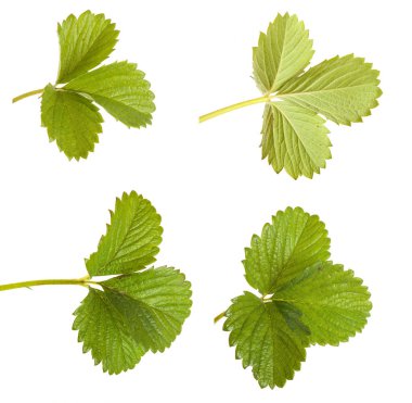 Beyaz bir arka plan üzerinde izole çilek yaprakları. Ayarla