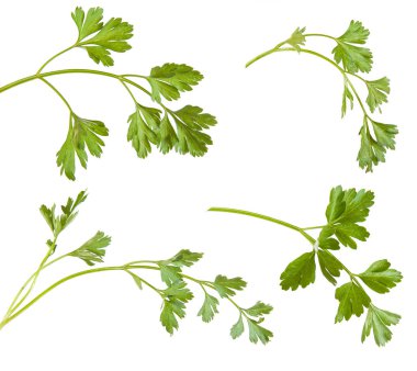 maydanoz üzerinde izole beyaz arka plan bırakır. Ayarla