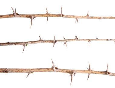 Beyaz arka plan üzerinde izole dikenler ile bektaşi üzümü dal kuru. S