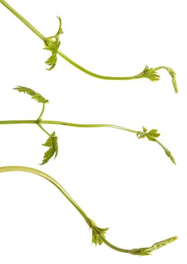 genç sürgünler üzerinde beyaz arka plan izole şerbetçiotu. Ayarla