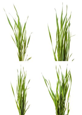 Yeşil çim beyaz arka plan üzerinde izole. Ayarla