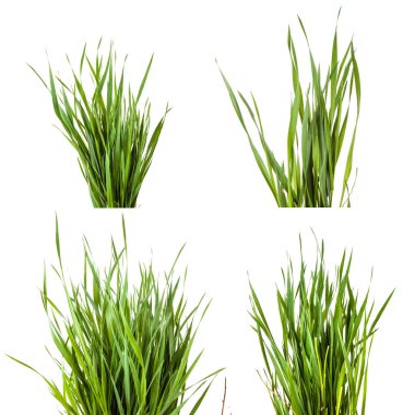 Yeşil çim beyaz arka plan üzerinde izole. Ayarla