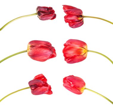 Beyaz arka plan üzerinde izole kırmızı lale soluk. Ayarla