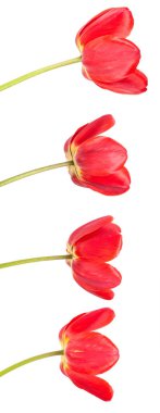 kırmızı lale. Beyaz arka plan üzerinde izole. Ayarla