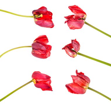 Beyaz arka plan üzerinde izole kırmızı lale soluk. Ayarla