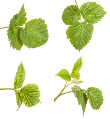 Ahududu izole üzerinde beyaz arka plan bırakır. Ayarla