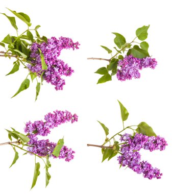 Çiçekli leylak dalı. Beyaz arka plan üzerinde izole. Ayarla