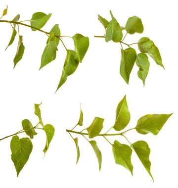 Beyaz arka plan üzerinde izole bir şube leylak yapraklarda. Ayarla