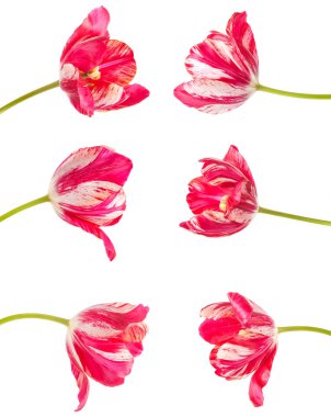 kırmızı lale beyaz damarlı. Beyaz arka plan üzerinde izole. Ayarla