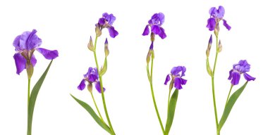 Mor çiçek Iris. Beyaz arka plan üzerinde izole