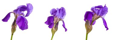 Mor Iris çiçeği. yalıtım beyaz bir arka plan değil. Ayarla