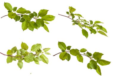 yeşil yaprakları ile elma ağacı dalı. Beyaz adam izole