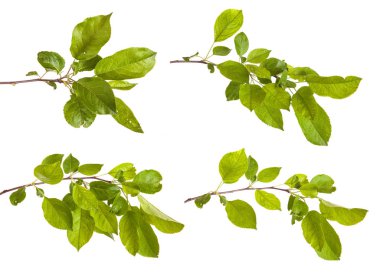 yeşil yaprakları ile elma ağacı dalı. Beyaz adam izole