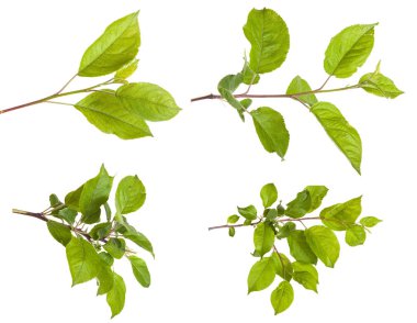 yeşil yaprakları ile elma ağacı dalı. Beyaz adam izole