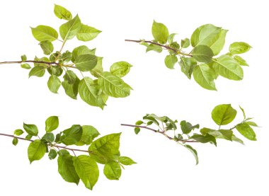 yeşil yaprakları ile elma ağacı dalı. Beyaz adam izole