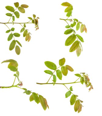 Ceviz bir dalda bırakır. Beyaz arka plan üzerinde izole. Ayarla