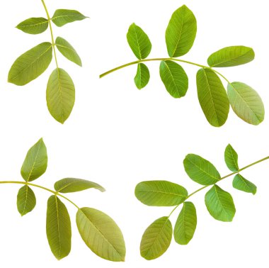 Ceviz bir dalda bırakır. Beyaz arka plan üzerinde izole. Ayarla