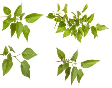 Yeşil leylak bırakır. Beyaz arka plan üzerinde izole. Ayarla