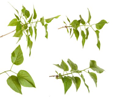 Yeşil leylak bırakır. Beyaz arka plan üzerinde izole. Ayarla