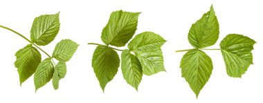 Yeşil Ahududu yaprakları. Beyaz arka plan üzerinde izole. Ayarla