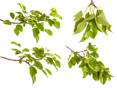 Armut ağacı dalı ile izole üzerinde beyaz arka plan bırakır. Ayarla