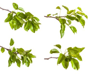 Armut ağacı dalı ile izole üzerinde beyaz arka plan bırakır. Ayarla