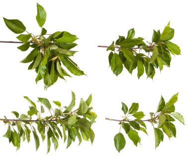 Beyaz arka plan üzerinde izole kiraz ağacı dalı. Ayarla