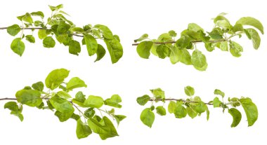 yeşil yaprakları ile elma ağacı dalı. Beyaz adam izole