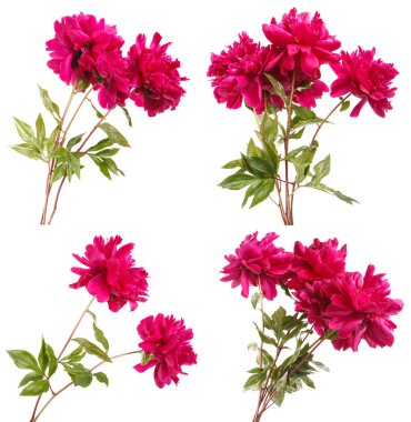 Beyaz arka plan üzerinde izole kırmızı peonies buket. Ayarla