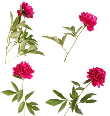 Kırmızı Şakayık çiçeği. Beyaz arka plan üzerinde izole