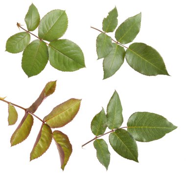 Yeşil yaprak yükseldi. Beyaz arka plan üzerinde izole