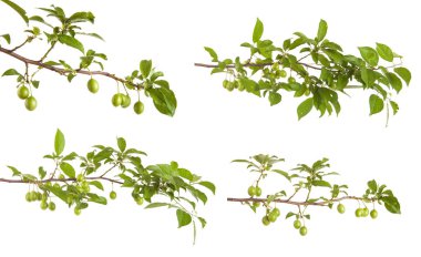 Yeşil olgunlaşmamış meyve ile erik ağacı dalı. beyaz izole 