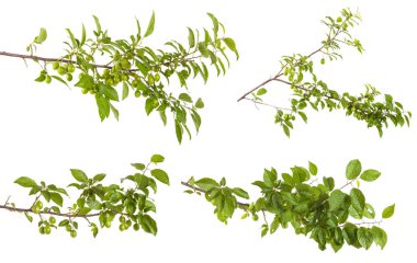 plum-tree branch with green leaves and berries. Isolated on whit clipart