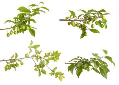 Yeşil olgunlaşmamış meyve ile erik ağacı dalı. beyaz izole 