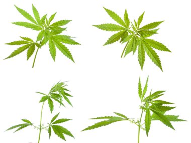 Beyaz arka plan üzerinde izole Bush esrar. Ayarla