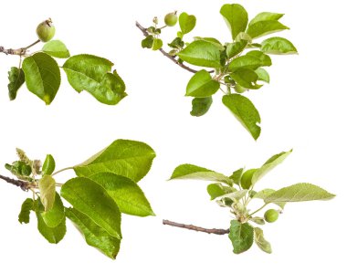 olgunlaşmamış yeşil elma ile elma ağacı dalı. izole üzerinde beyaz ba