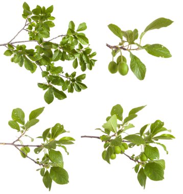 erik ağacı dalı. Beyaz arka plan üzerinde izole