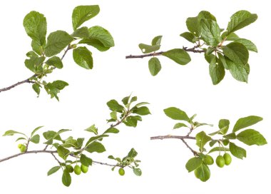 erik ağacı dalı. Beyaz arka plan üzerinde izole