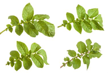 Patates yaprak beyaz arka plan üzerinde izole. Ayarla