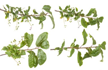 kuş kiraz ağacı dalı. Beyaz arka plan üzerinde izole. ayarla