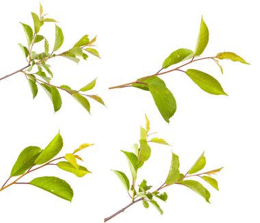 Beyaz arka plan üzerinde izole kiraz ağacı dalı. Ayarla