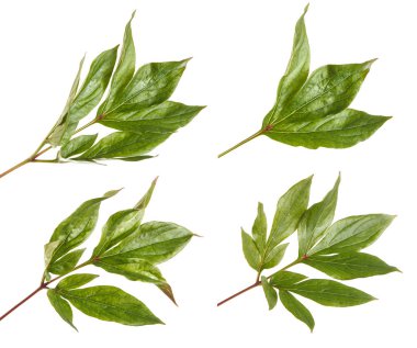 Yeşil yapraklı şakayık çalısı. beyaz arkaplanda izole