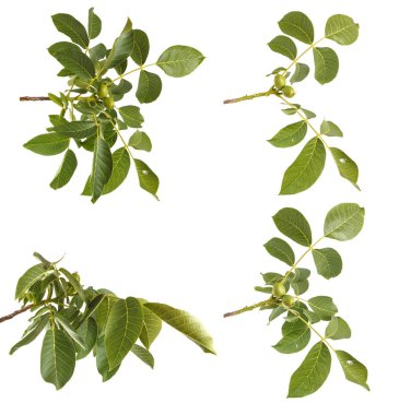 Ceviz bir dalda bırakır. Beyaz arka plan üzerinde izole