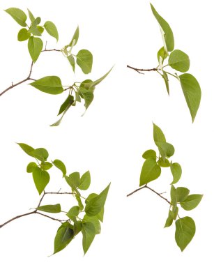 Yeşil leylak bırakır. Beyaz arka plan üzerinde izole. Ayarla