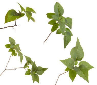 Yeşil leylak bırakır. Beyaz arka plan üzerinde izole. Ayarla