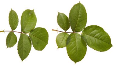 Yeşil yaprak yükseldi. Beyaz arka plan üzerinde izole