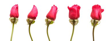 Bud bir kırmızı gül izole üzerinde beyaz arka plan