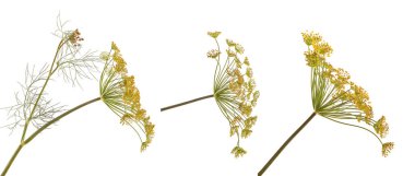 çiçekli dereotu. Beyaz arka plan üzerinde izole